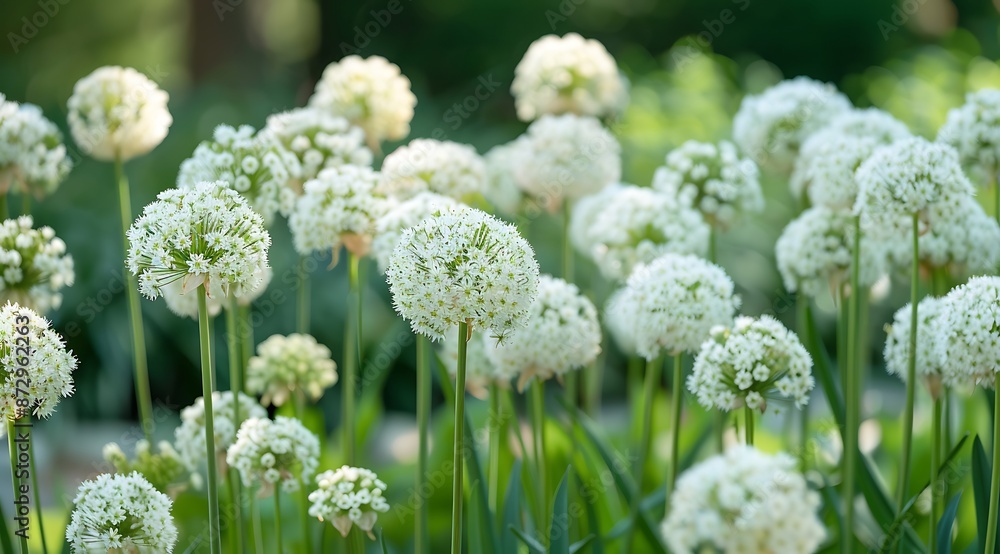 Allium white giant flower on garden Allium white giant flower on garden