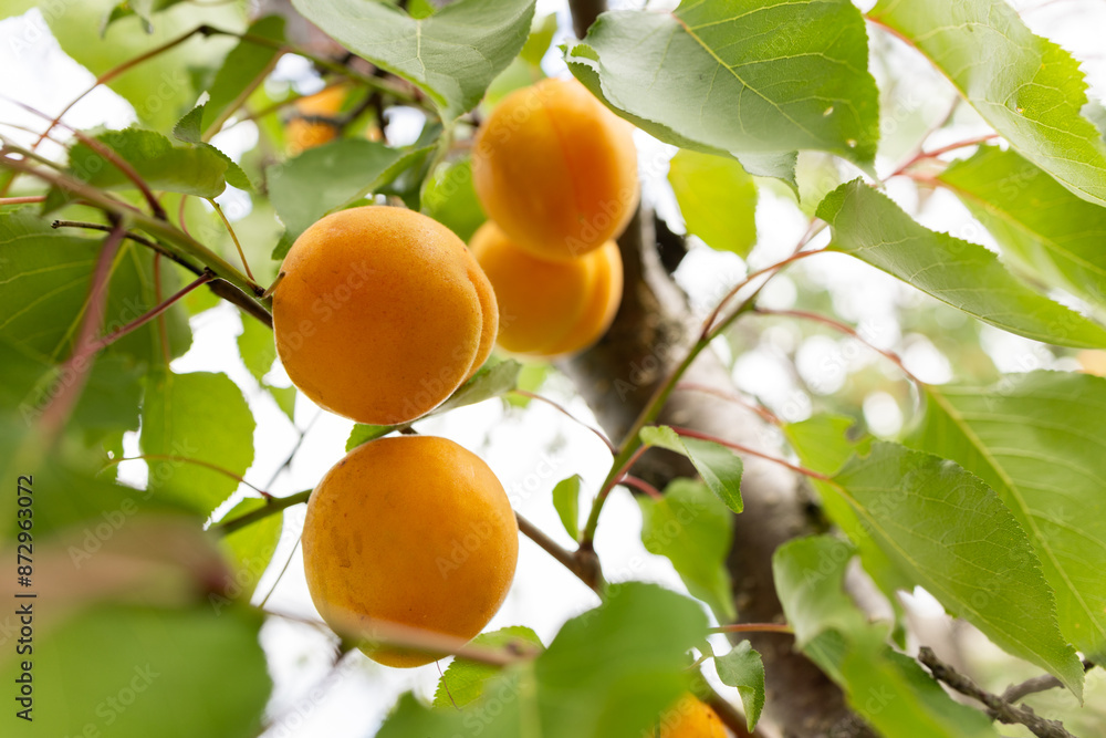 Fresh, organic, ripe apricots on the branch Fresh, organic, ripe apricots on the branch
