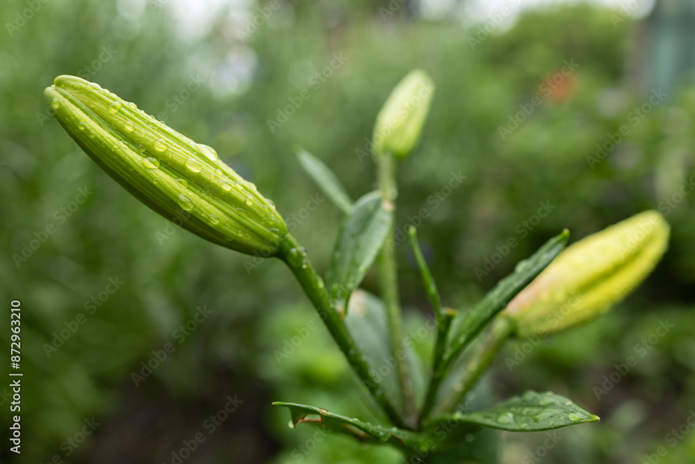 lily buds. gardening. Bush with unopened lily buds in the summer garden lily buds. gardening. Bush with unopened lily buds in the summer garden