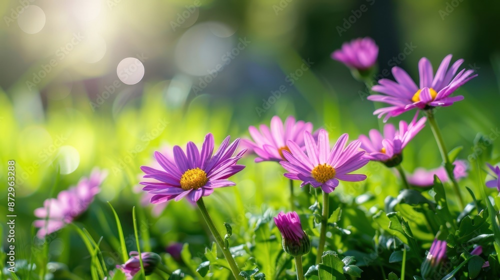 The vibrant pink daisies The vibrant pink daisies