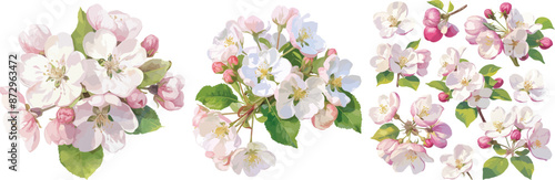 apple blossom watercolor clipart