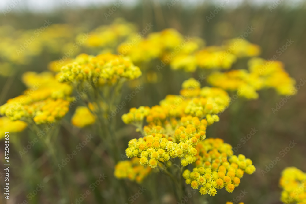 Yellow flowers of helichrysum arenarium immortelle on green blurry background Yellow flowers of helichrysum arenarium immortelle on green blurry background