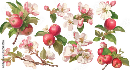 apple blossom watercolor clipart