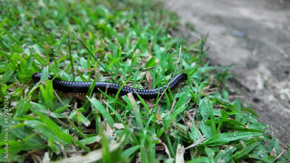 Black Millipede Crawling Through Grass, Close-up of a black millipede navigating through green grass, highlighting its segmented body and natural habitat.
Black Millipede Crawling Through Grass, Close-up of a black millipede navigating through green grass, highlighting its segmented body and natural habitat.