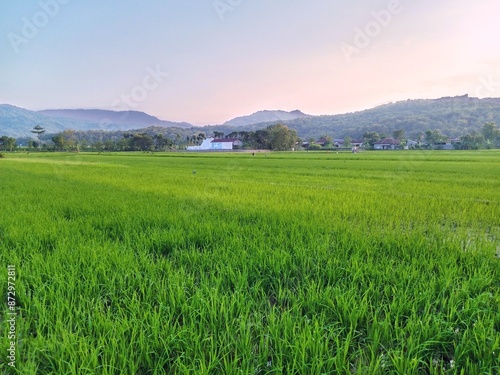 view of rice plants in rice fields with a backdrop of mountains in Gunung Kidul, Yogyakarta