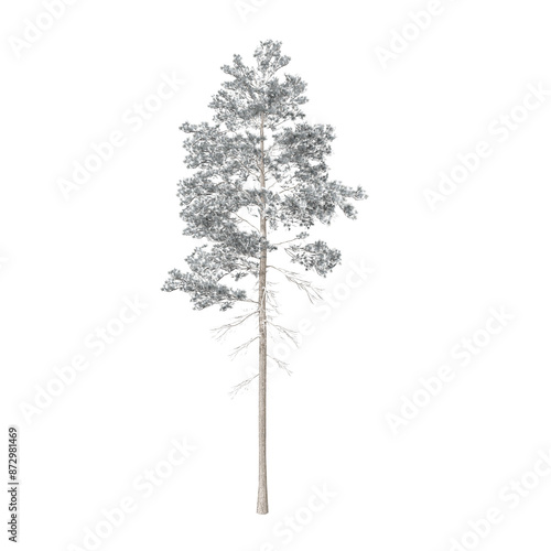 Pinus jeffreyi tree in the winter covered in snow, also known as Jeffrey pine, Jeffrey's pine, yellow pine and black pine is a North American pine tree. 3d illustration. Isolated for composition. photo