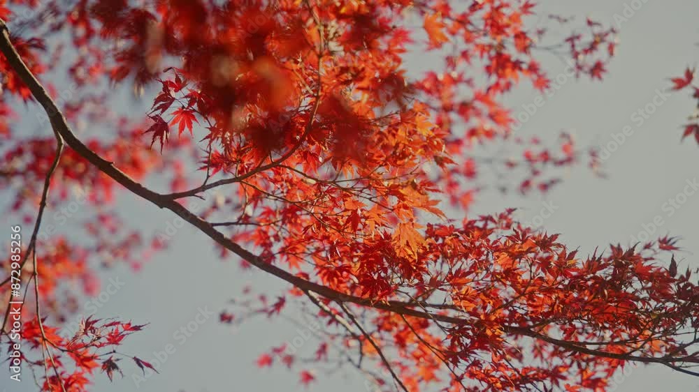 4k RED Autumn Colors 8 REAL TIME SPEED 4k RED Autumn Colors 8 REAL TIME SPEED