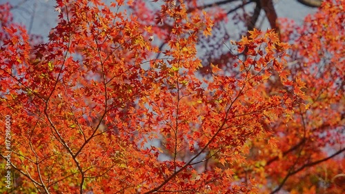 4k RED Autumn Colors 8 120FPS SLOWED DOWN TO 20%