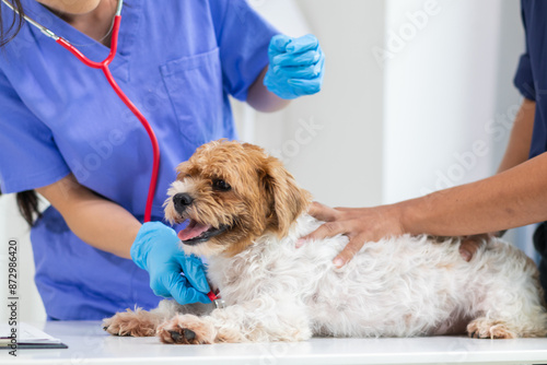 Schilderij op canvas Veterinarian are using Stethoscopes to examine dog health and diagnose respiratory and cardiac ailment
