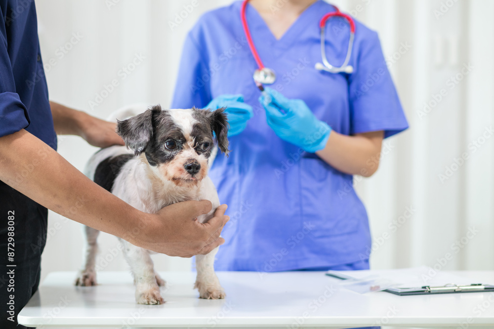 female veterinarian is playing with a dog for health checks and checks for near healing injuries before veterinarian performs diagnosis and check up before letting them go treating wasps at home female veterinarian is playing with a dog for health checks and checks for near healing injuries before veterinarian performs diagnosis and check up before letting them go treating wasps at home