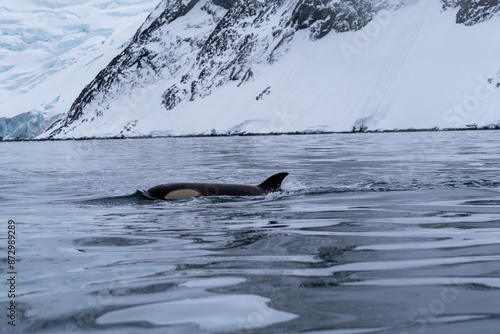 View of the back of killer whale in the Southern Ocean, Antarctica