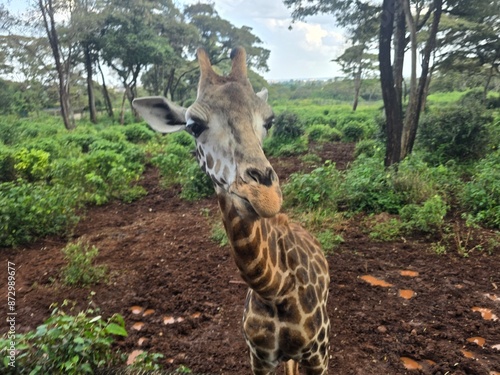 Canvas Print Giraffe collection