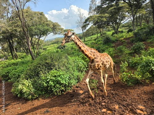 Photography giraffe in the wild