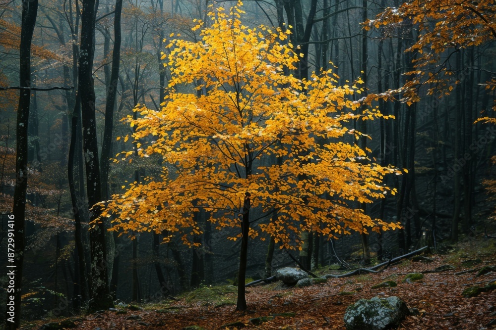 Fototapeta premium Golden Tree in Misty Forest