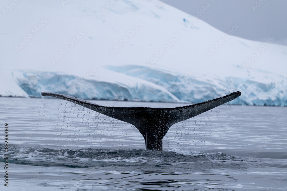 Fototapeta premium View of humpback whale tail in the Southern Ocean, Anrarctica