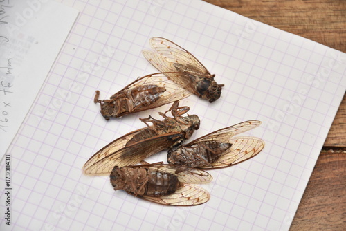Dead cicadas are placed on a sheet of checkered paper.