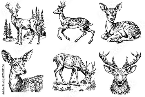 Sketch set of deer on a white background