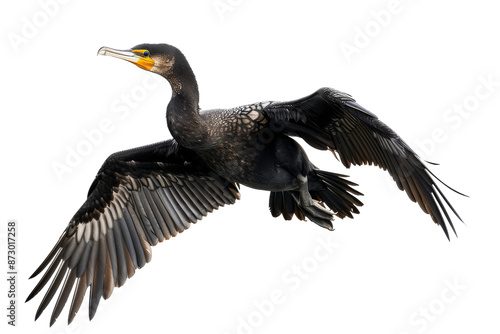 A black bird with yellow beak flying in the sky