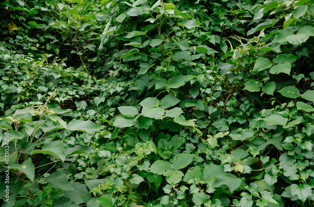 green ivy on wall green ivy on wall