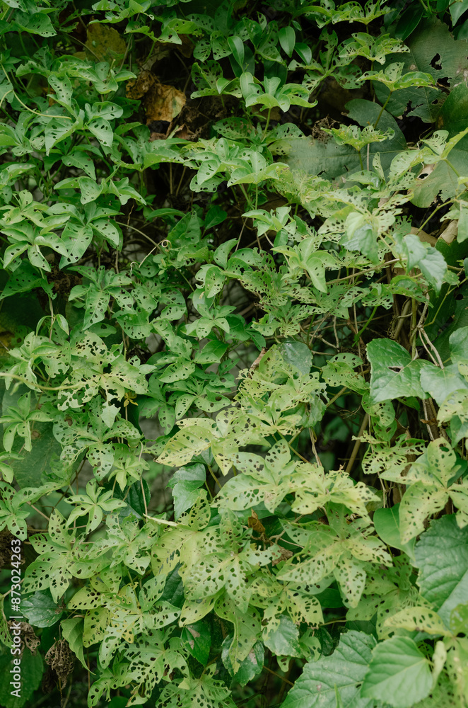 green leaves in the garden green leaves in the garden
