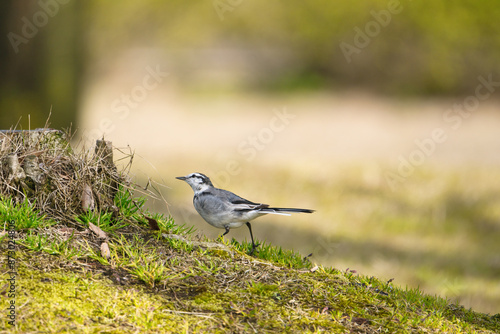 Fototapeta A White Wagtail Searching for Food with a Curious Expression; Toyama, Japan