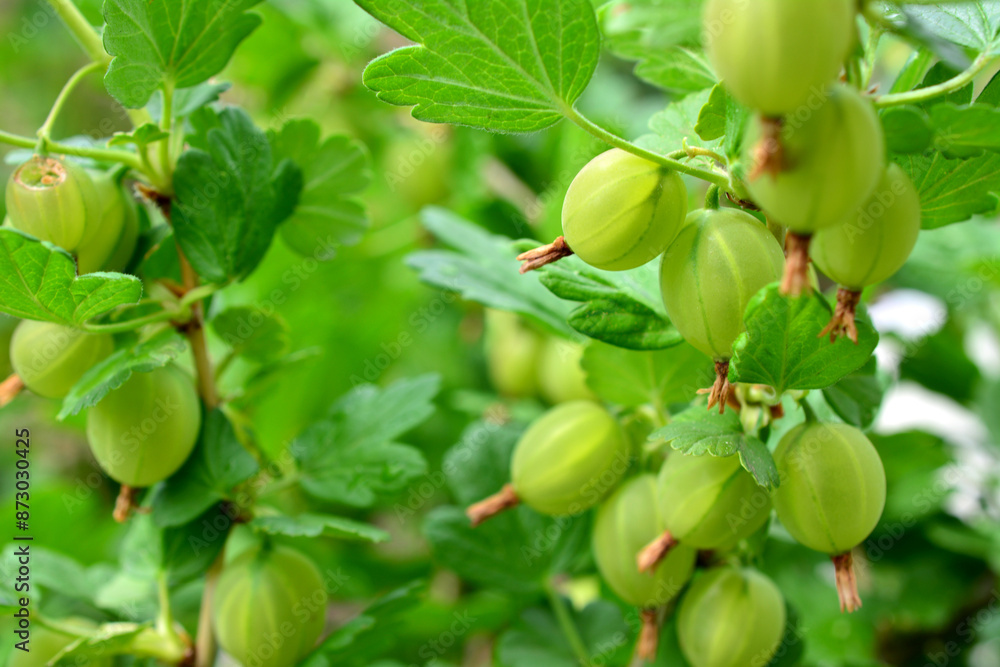 a bunch of gooseberries hanging on the branch close up a bunch of gooseberries hanging on the branch close up