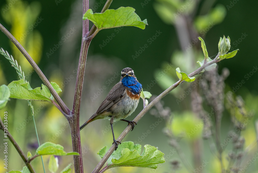 beautiful bluethroat bird sitting on a branch with prey in the forest on a sunny day beautiful bluethroat bird sitting on a branch with prey in the forest on a sunny day