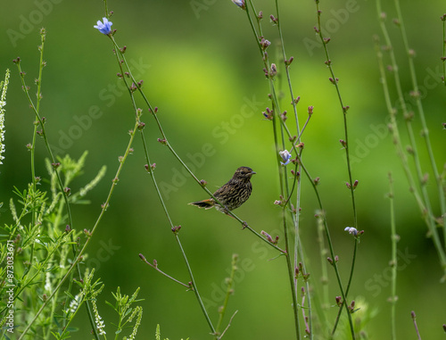 beautiful bird gray warbler sitting on a branch with prey in the forest on a sunny day photo