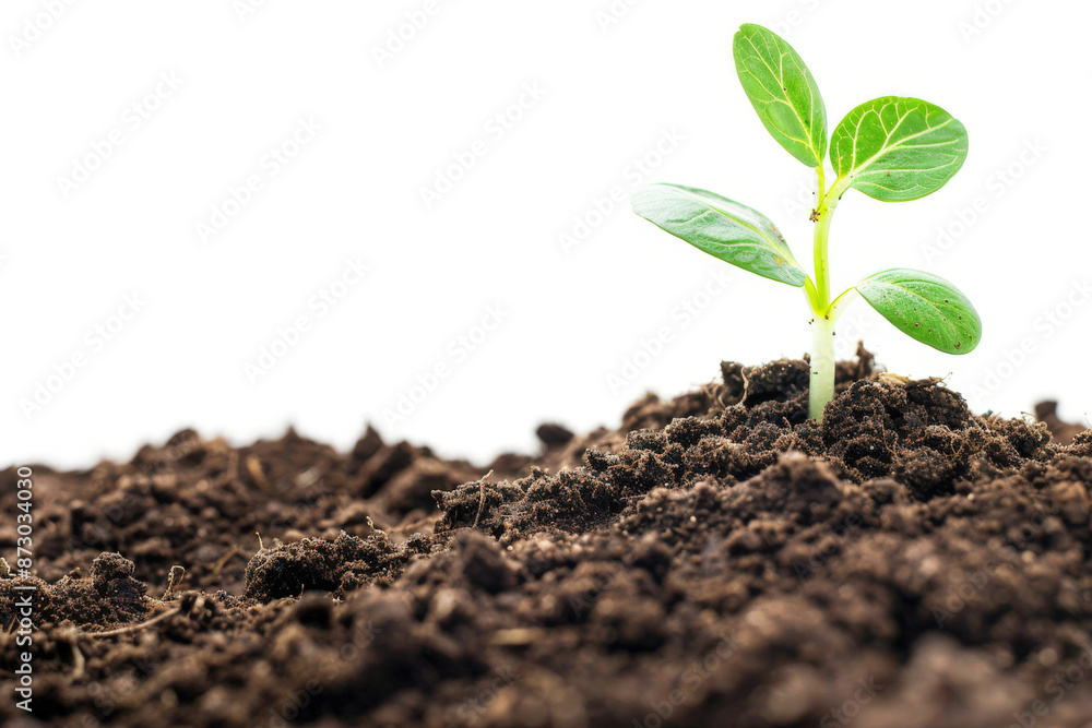 Vibrant plant grows in rich soil against a white background Vibrant plant grows in rich soil against a white background