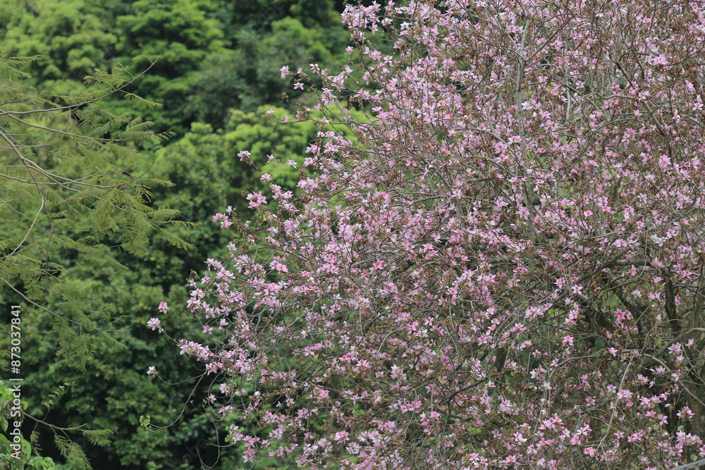 a flower blooming, Closeup Purple Orchid Tree a flower blooming, Closeup Purple Orchid Tree