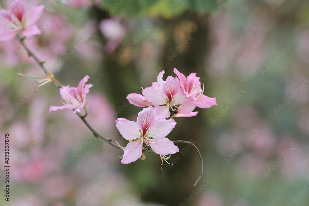 Obraz premium a flower blooming, Closeup Purple Orchid Tree