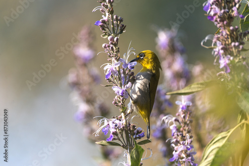 The Oriental White-eye (Zosterops palpebrosus) is a small passerine bird in the white-eye family resident breeder in open woodland on the Indian subcontinent photo