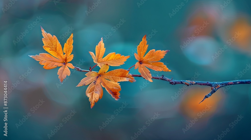 Beautiful branch with maple leaves on isolated background Beautiful branch with maple leaves on isolated background
