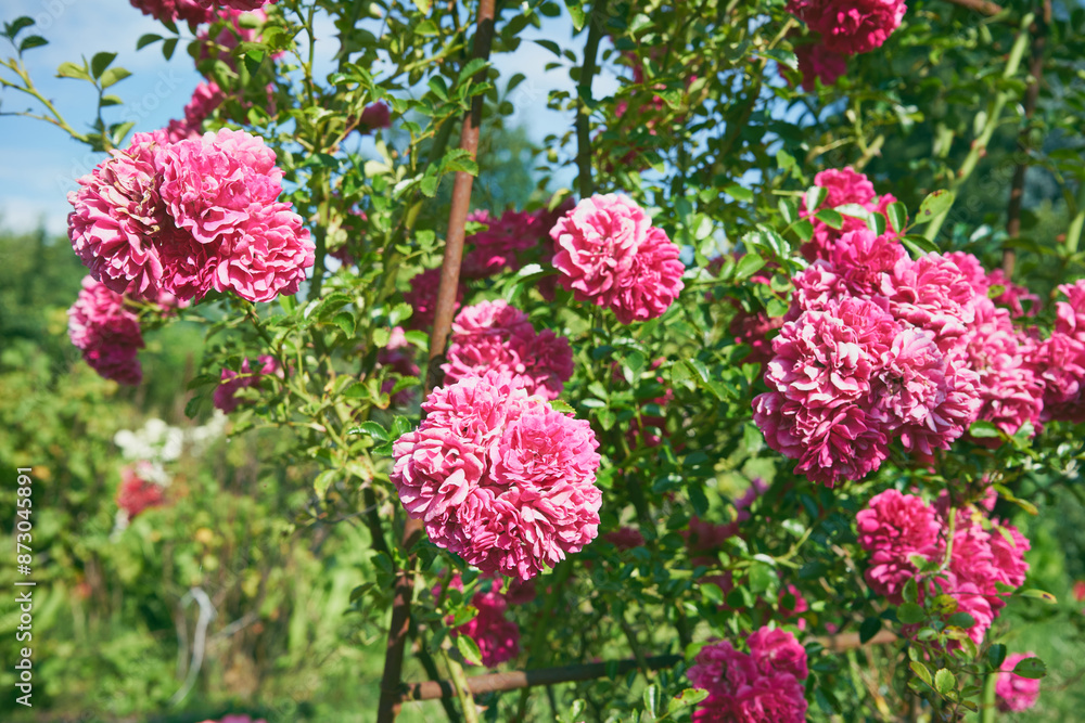 Obraz premium róże parkowe 