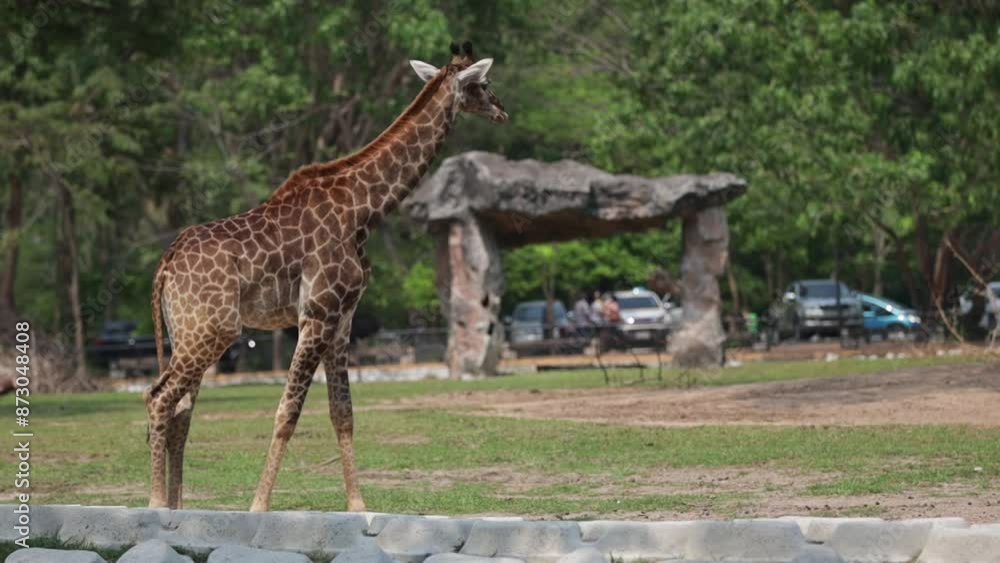 Wild Giraffe is Walking in Zoo. Wild Giraffe is Walking in Zoo.