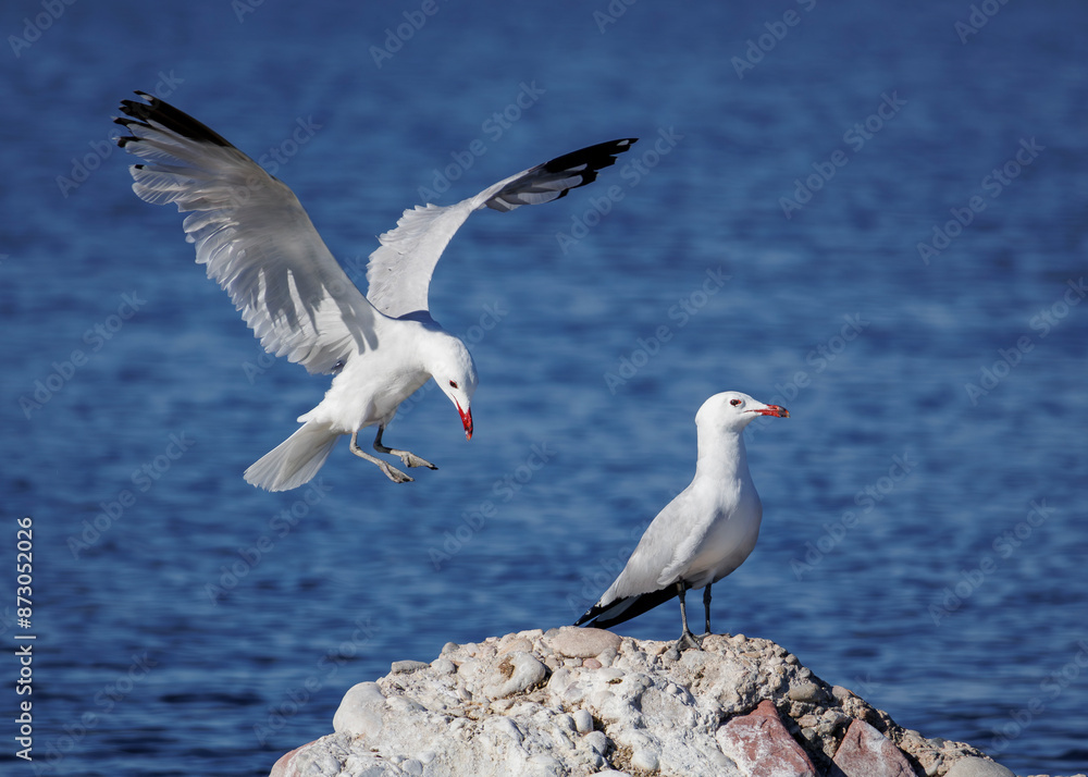 Fototapeta premium Gaviotas, aterrizaje