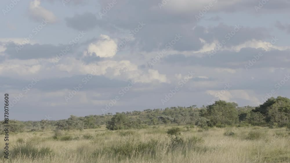 South African Savanna Static With Flowing Tall Grass and Cloudy Skies South African Savanna Static With Flowing Tall Grass and Cloudy Skies