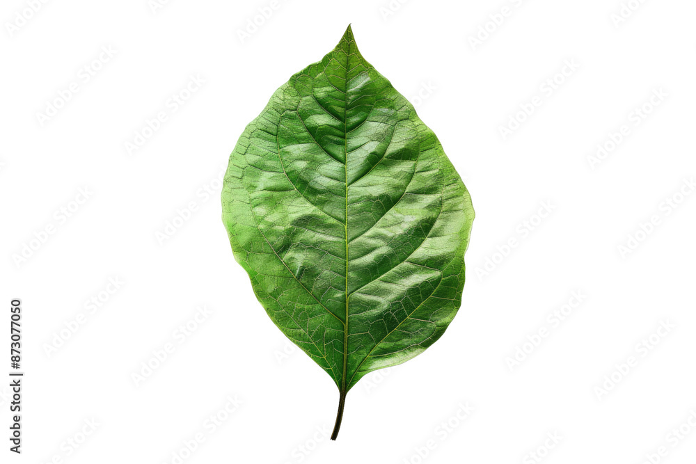Obraz premium Green leaf isolated on transparent background
