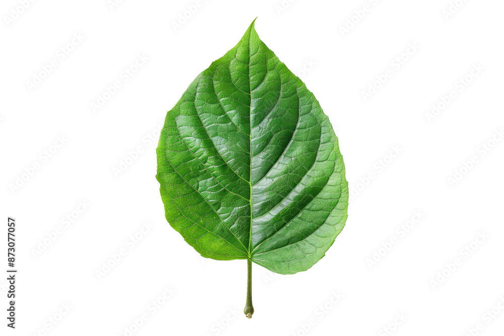 Green leaf isolated on transparent background Green leaf isolated on transparent background
