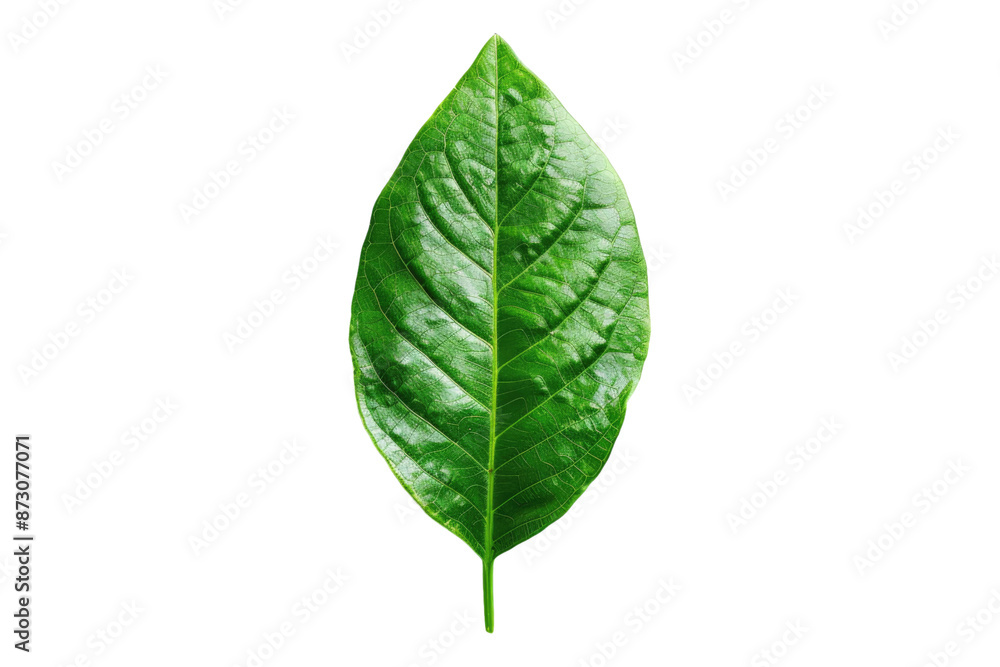 Green leaf isolated on transparent background Green leaf isolated on transparent background