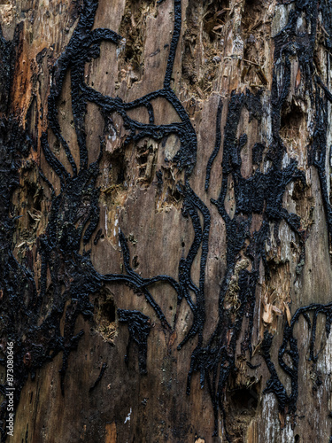 Full frame shot of dead fungus on tree trunk photo