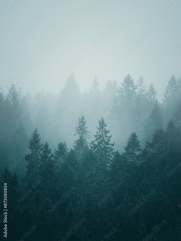 Trees in forest against sky under foggy weather Trees in forest against sky under foggy weather