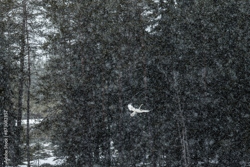 Cygne chanteur sous la neige photo