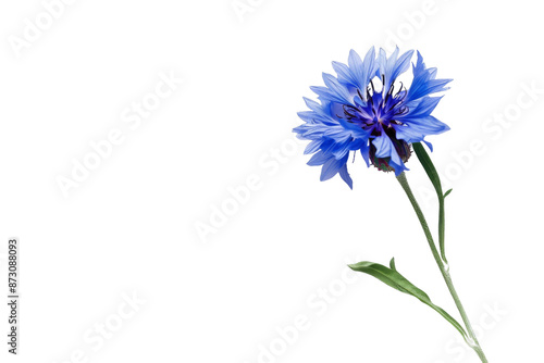 A single blue flower with a stem