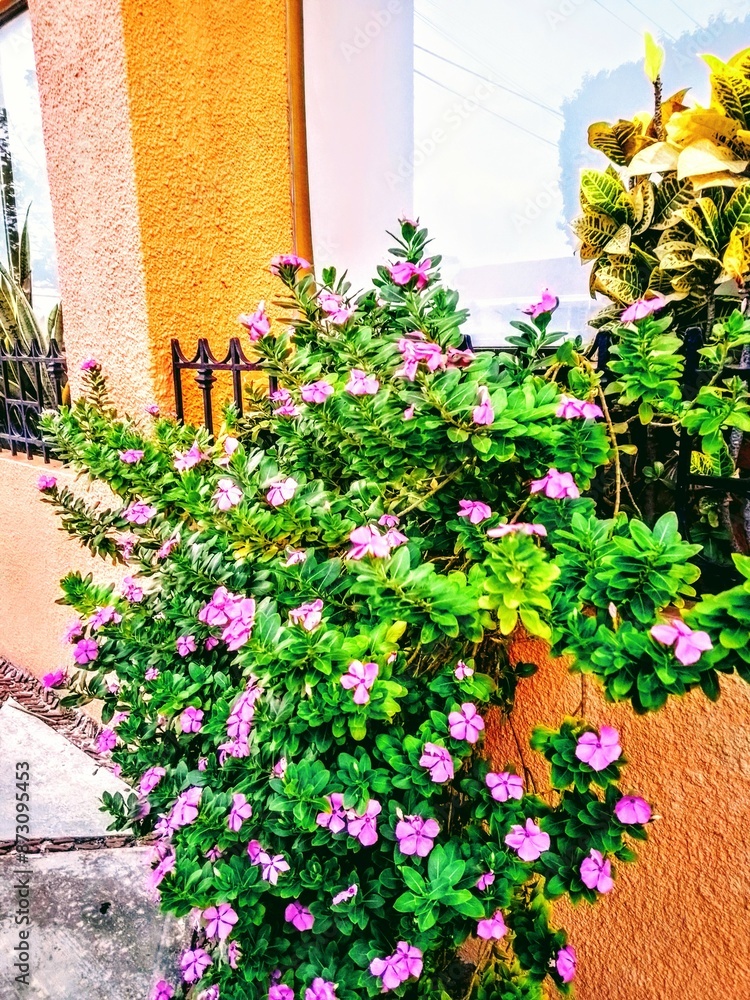 Naklejka premium Flowers on Pathway 