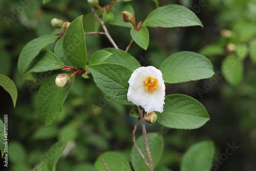 Stewartia pseudocamellia. Deciduous camellia called summer camellia. Close up. photo