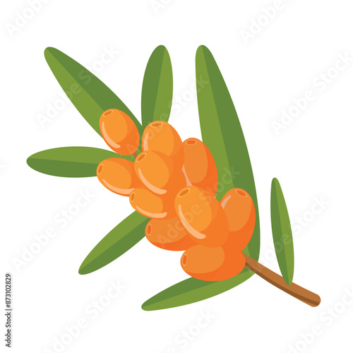 Vector sea buckthorn flat icon. buckthorn isolated on white background. Berry. flat design element. 