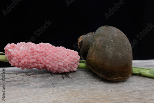 An apple-snail is laying their eggs on a rotting log in a rice field embankment. This mollusk has the scientific name Pila ampullacea. photo