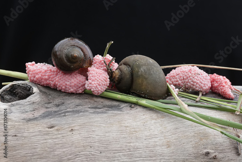 Two apple-snails are laying their eggs on a rotting log in a rice field embankment. This mollusk has the scientific name Pila ampullacea. photo