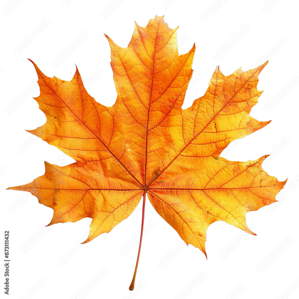 A yellow autumn maple leaf with red spots on it on transparent background. A leaf of a tree is shown in full color. A yellow autumn maple leaf with red spots on it on transparent background. A leaf of a tree is shown in full color.